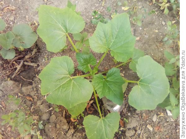 Крукнек-кабачок