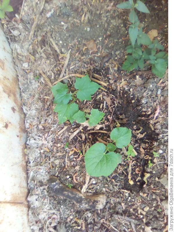 Лагенария и огурцы.