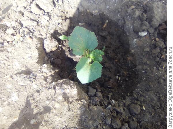 Дыня &quot;Далматинка&quot;, семена из дыни.