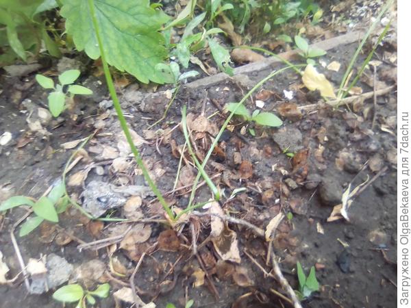 Посередке слизун.