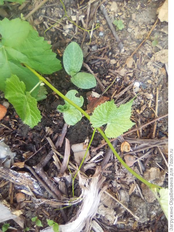 Тыквы &quot;Солор&quot; под виноградом.