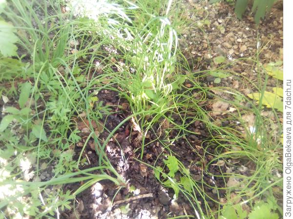 Лук-батун чуть покрупнее.