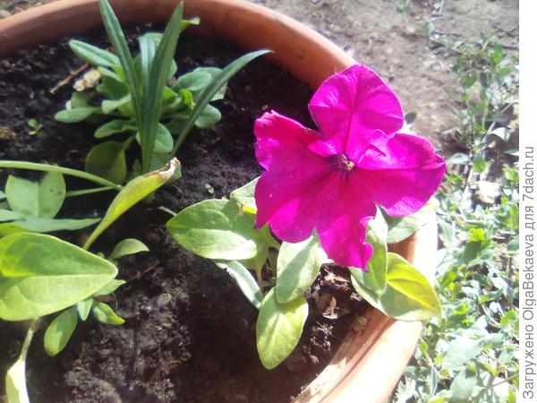 Петуния "Бургунди"