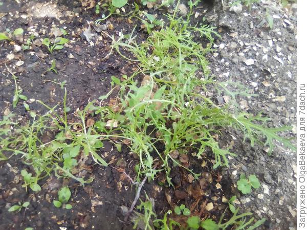 Капуста Мизуна