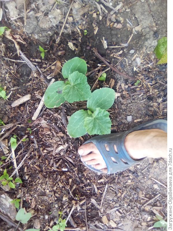 У тыквы &quot;Марина из Киоджа&quot; огромные всходы.