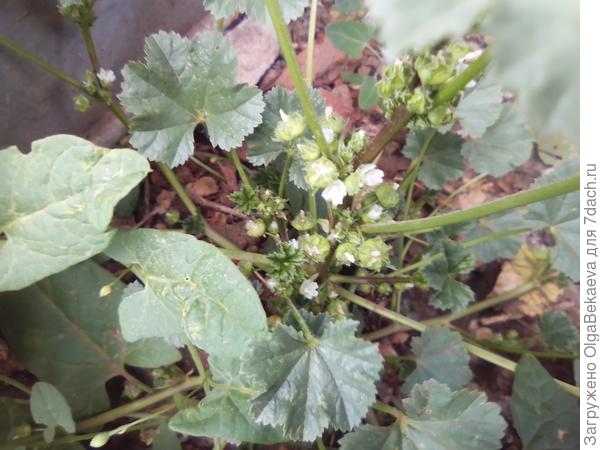 Дикая мальва?