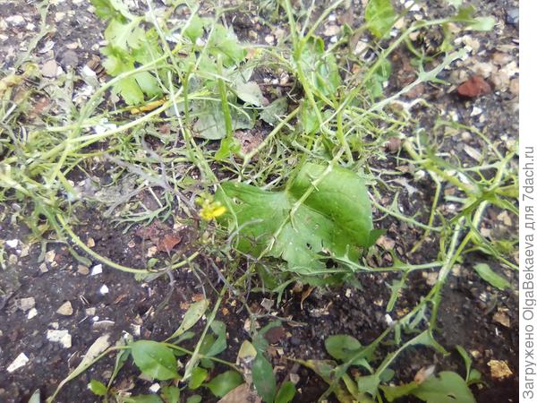 Мизуна цветет