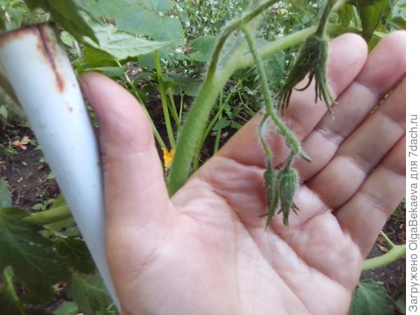 Завязи томата