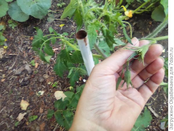 Цветок томата