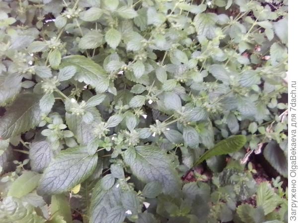 Мелисса цветёт