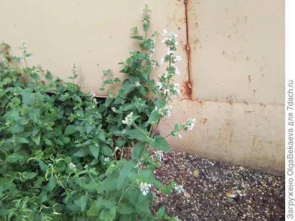 Котовник цветёт