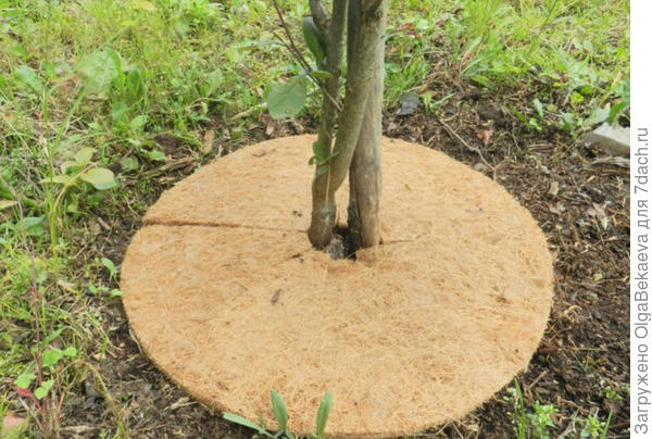 Кокосовый круг