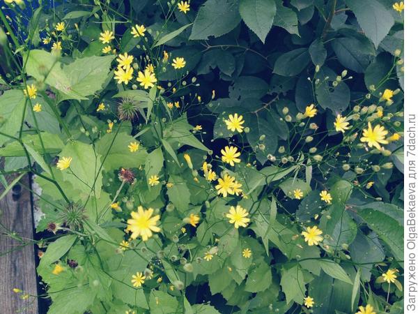 Бородавник или скерда