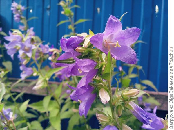 Колокольчик