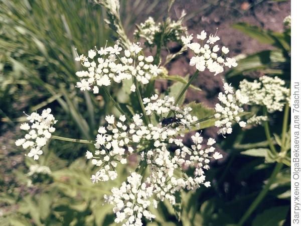 Что-то цветет.