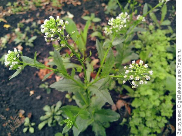 Ярутка полевая