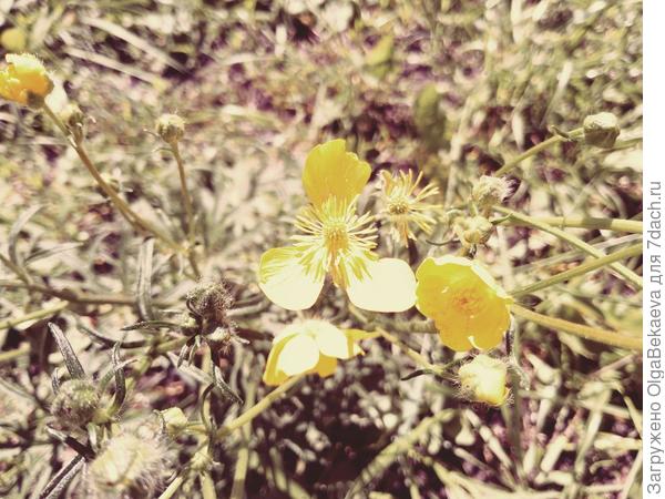 Отцветающий лютик