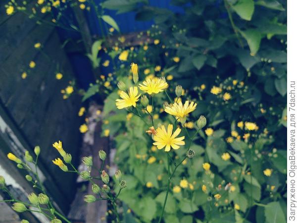 Бородавник или скерда