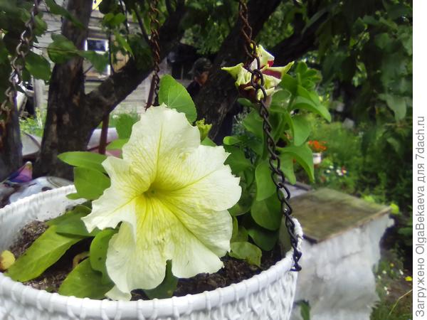 Петунии
