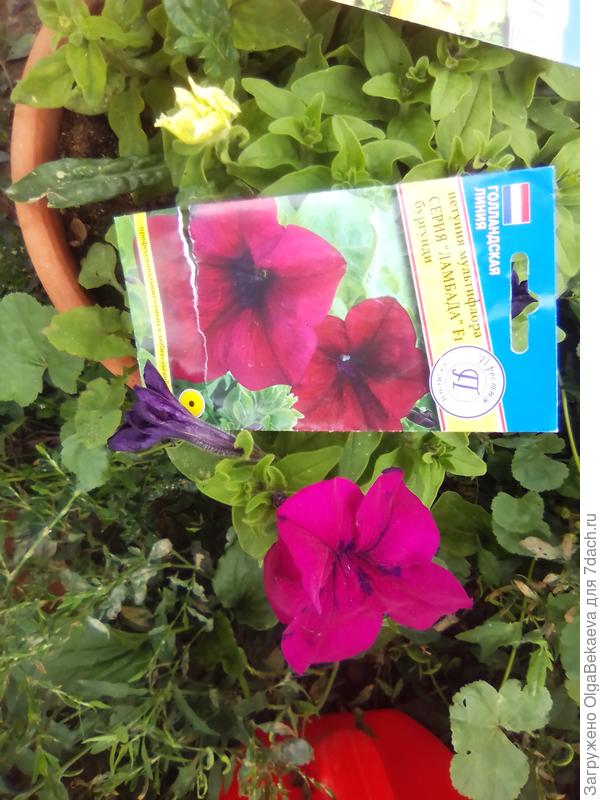 Петуния Ламбада бургунди