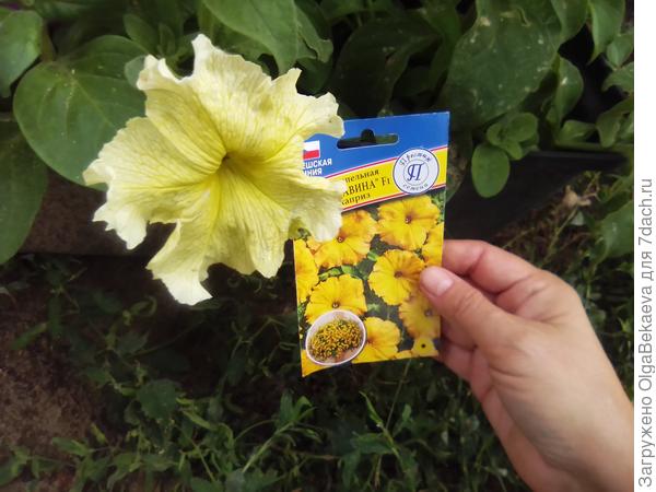 Петуния Лавина Жёлтый каприз