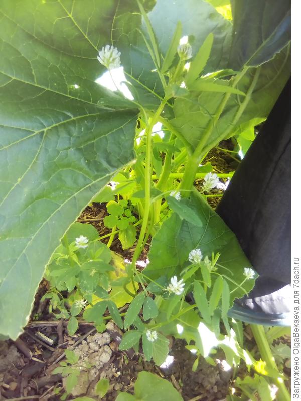 Пажитник голубой