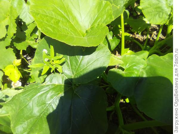 Пажитник голубой торчит из тыквы