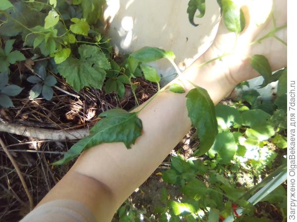 Лист Сказочного ангела