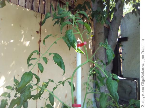 Томат Сказочный ангел