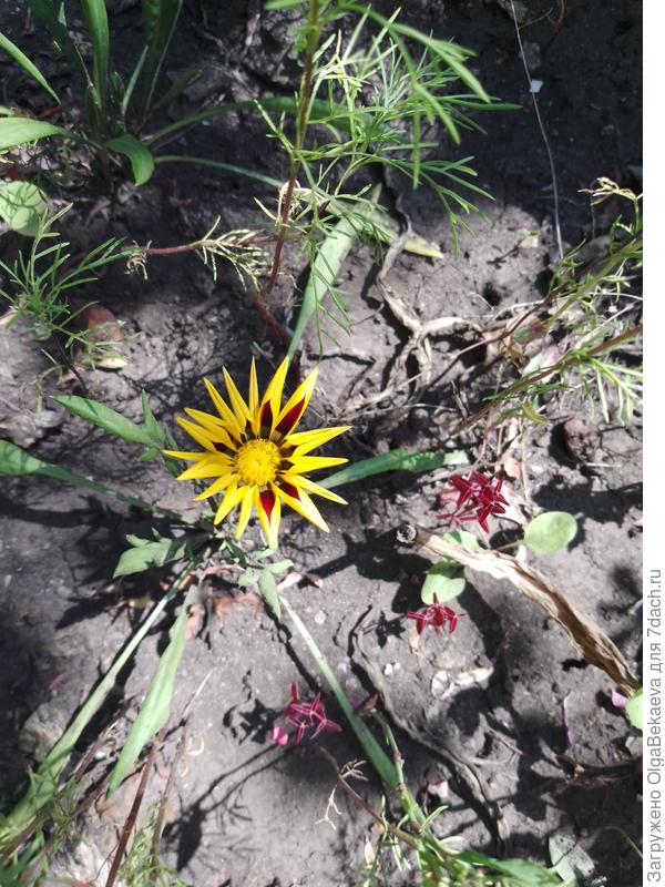 Гацания Дейбрек