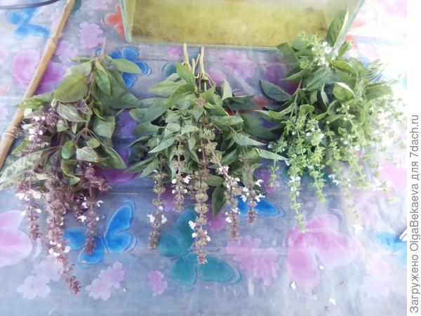 Базилик Карамельный в середине