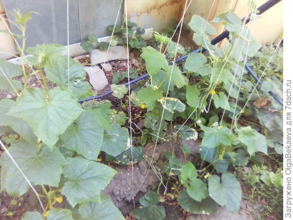 Огурцы. Старые листья с сухими краями - в дырочку.