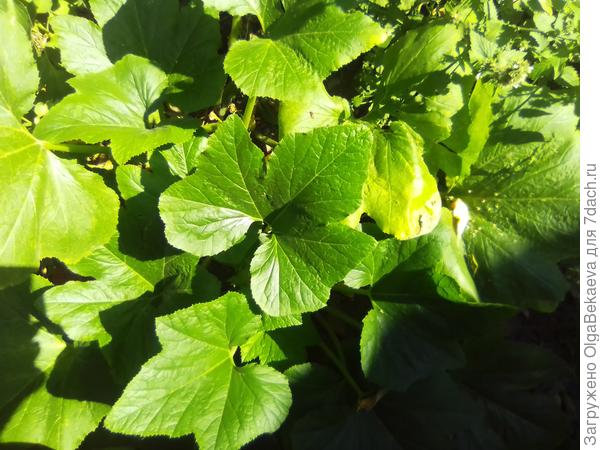 На кабачке дырявые листья не видны за новыми.