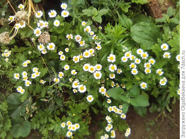 Пиретрум (ромашка девичья)