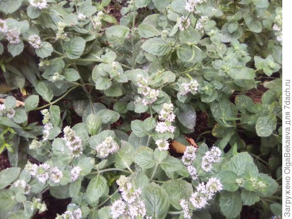 Мята кондитерская