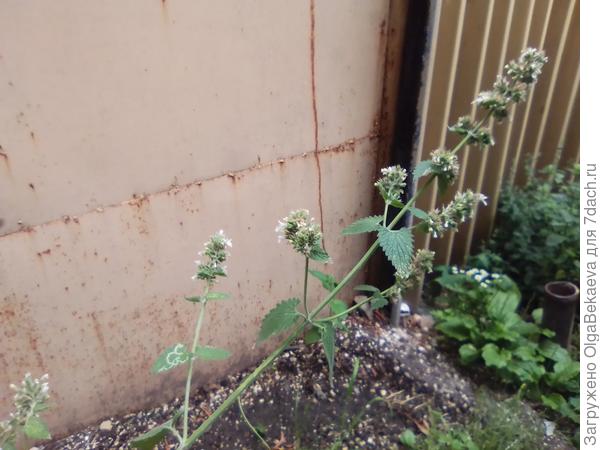 Котовник лимонный (кошачий)