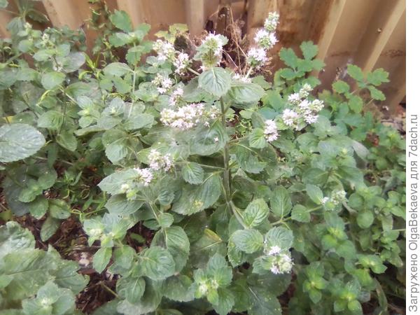 Мята кондитерская (круглолистная, золотая)