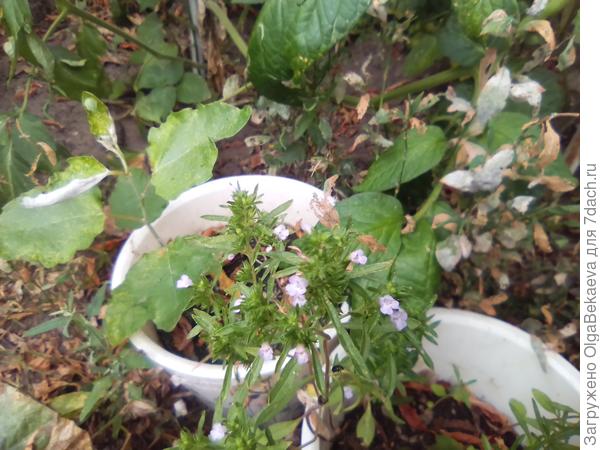 Чабер садовый