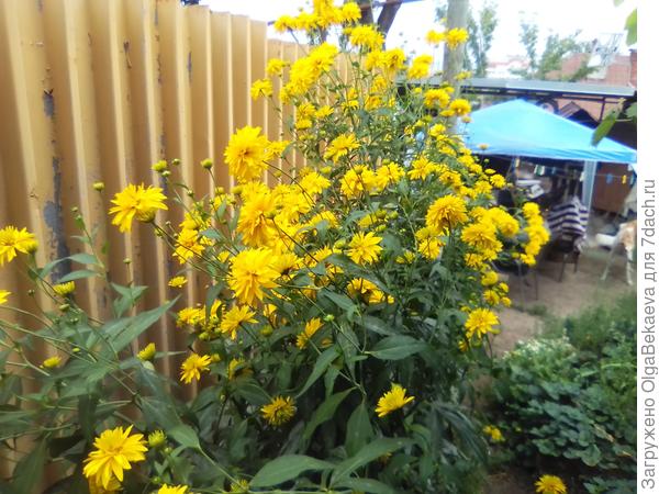 Золотые шары (рудбекия)