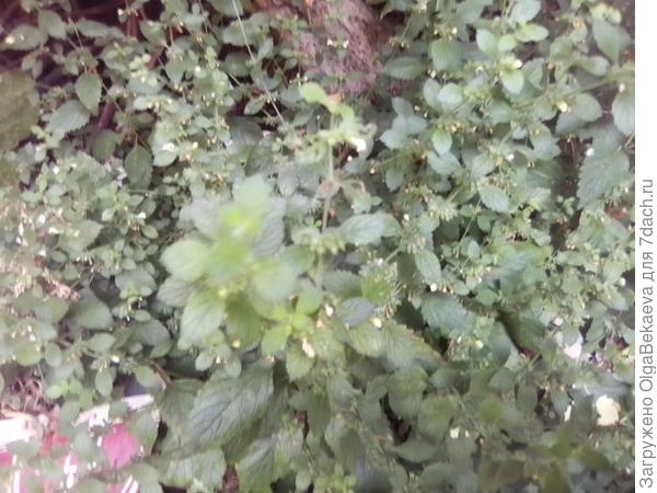 Мелисса цветет