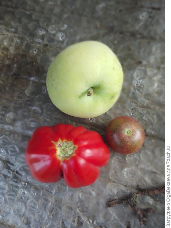 Помидоры и Белый налив