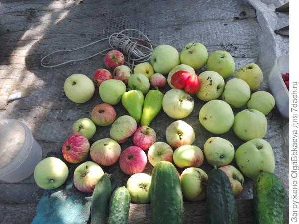 Первый урожай-2025