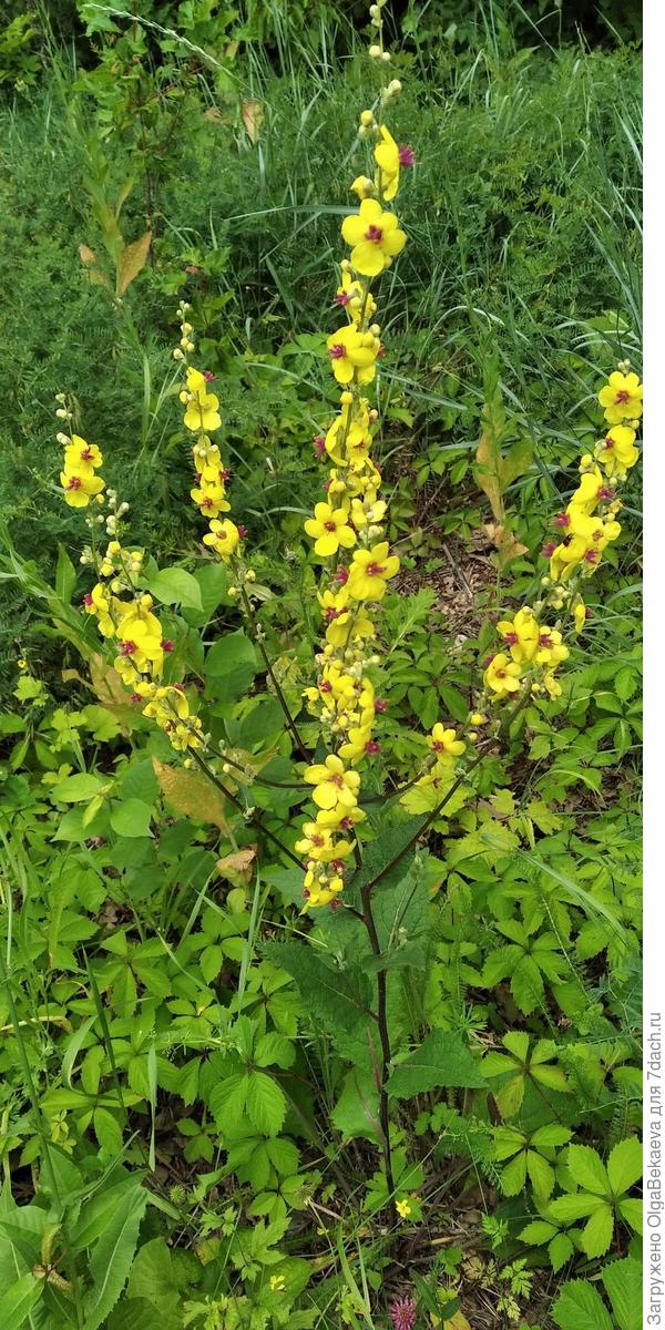 Коровяк черный