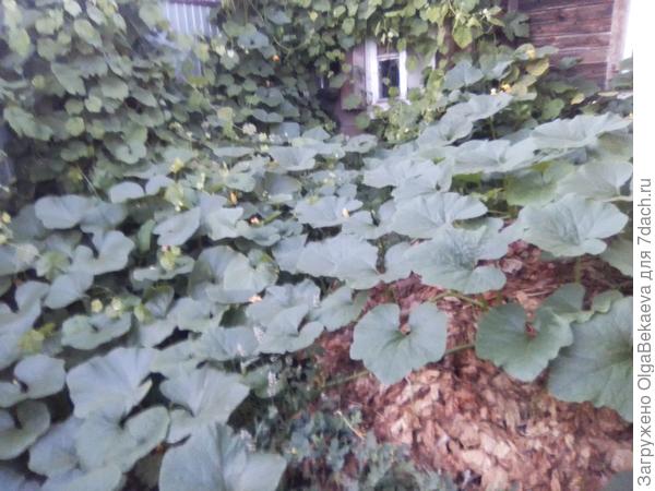 Это всё 4 тыквы