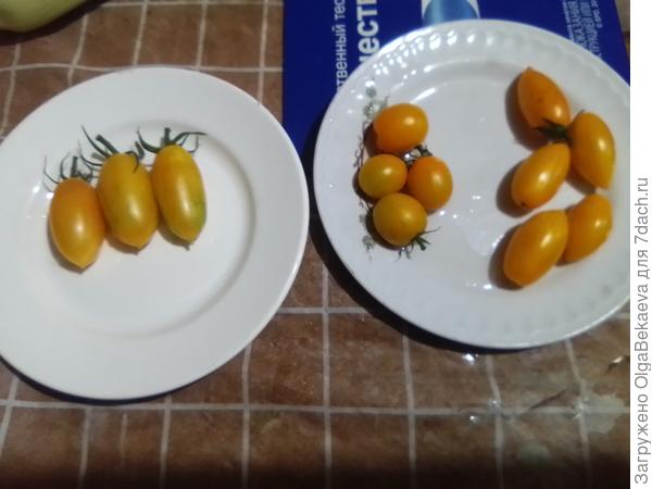 Блаш, Саммер сан и Золото голубого водопада.