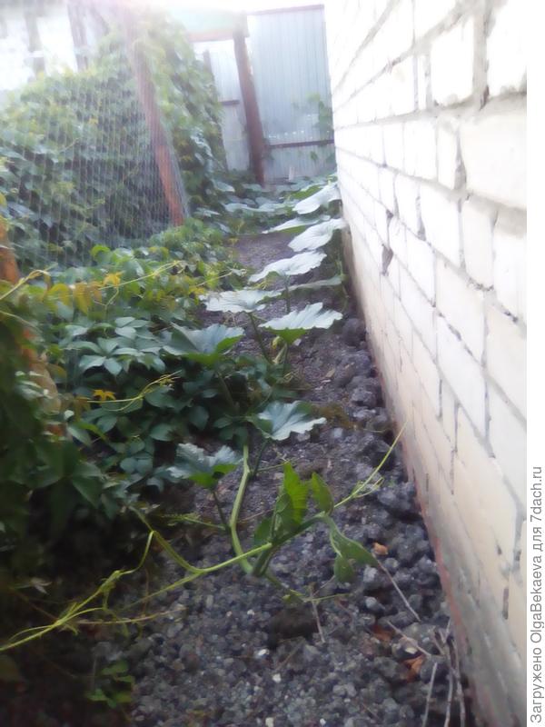 Тыква из-за угла