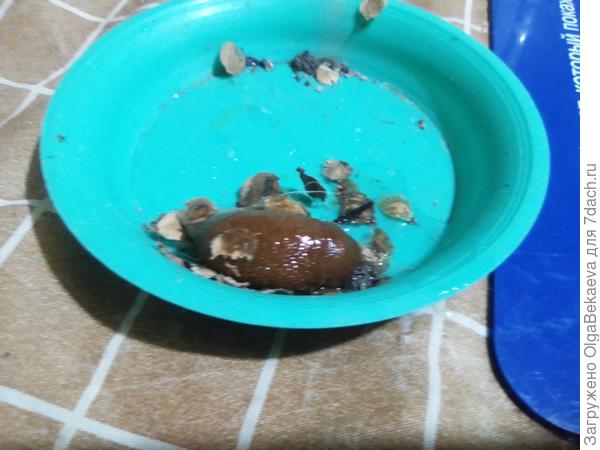 Испанский слизень!