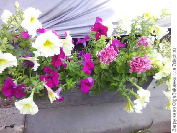 Сейчас цветут петунии