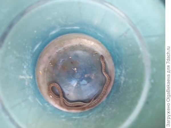 Узорчатый полоз в бутыли