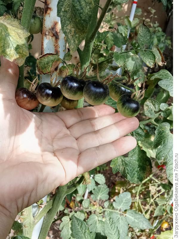 Индиго черника